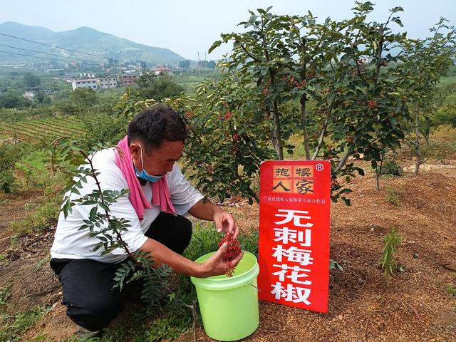 兰陵县鸿雁人才说技术｜无刺花椒栽培管理技术