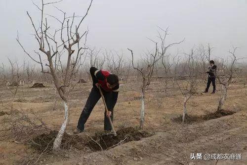 红枣的种植方法和管理技巧！