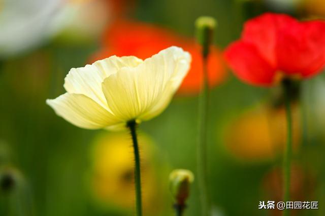 虞美人，总是容易死株？养护知识掌握好，植株健壮，花量繁多