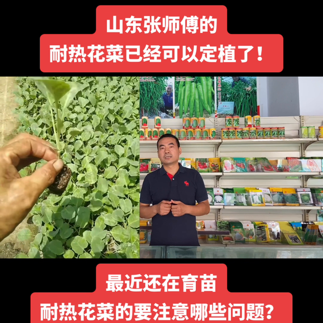 山东张师傅的珍玉50可以定植了！现在还在育苗耐热花菜的...