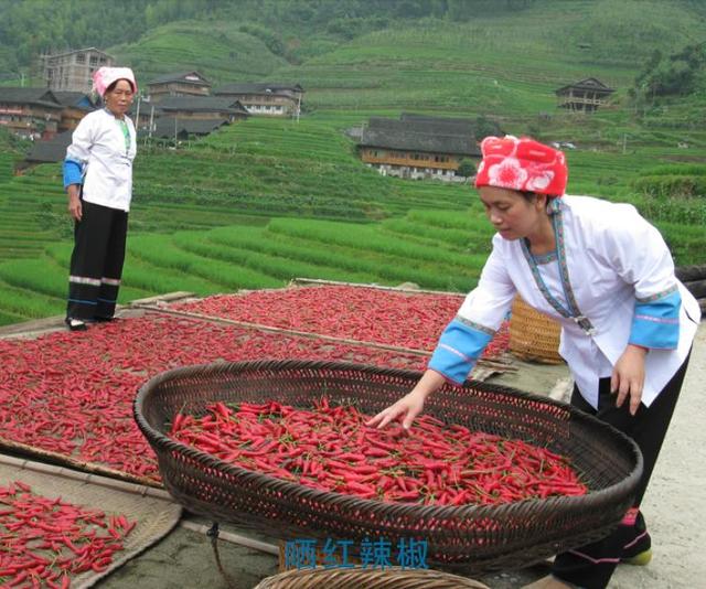 桂林市露地辣椒优质高产栽培技术