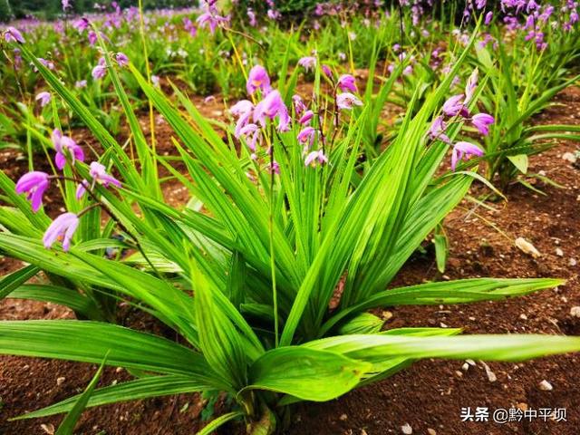 平坝区天龙镇白芨种植基地：白芨花开 开出村民致富路