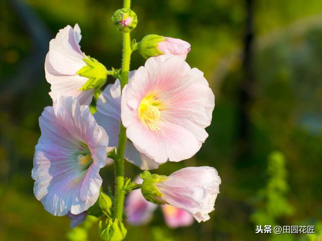 蜀葵，耐寒好养殖，只需播下种子，这样养护，即可年年花开数月