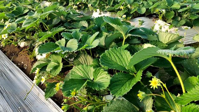 种植草莓总是长不好？直接种在袋子里，不靠土壤也能高产