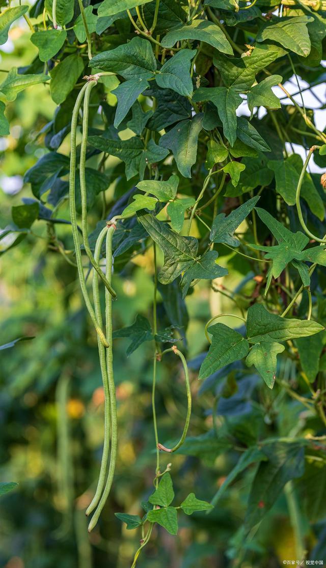 豆角的种植技术｜保证高产、优质