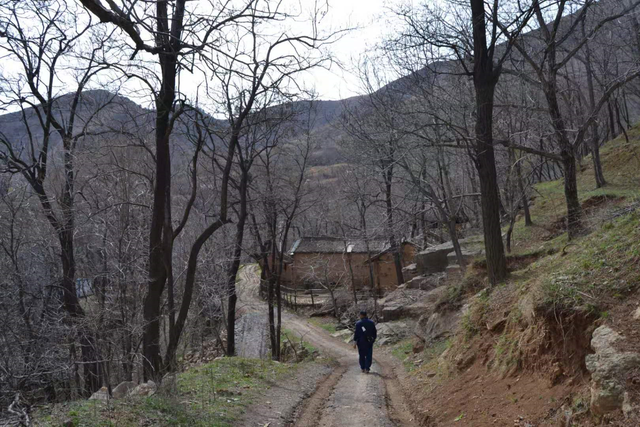 永济虞乡扶窑村：大山深处，山路陡峭，生产高山西红柿