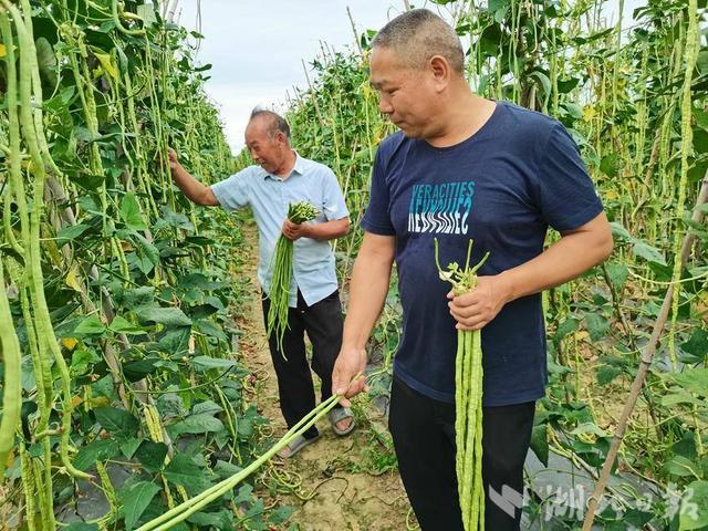 汉川：豇豆丰收，腰包鼓起来！