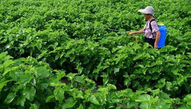 种植桑树，夏季管理很重要，掌握6点关键技术，助桑农增产又增收