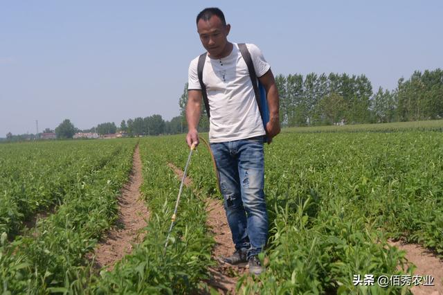 白术春季管理三部曲，追肥防病除草样样讲技巧，农民朋友需记牢