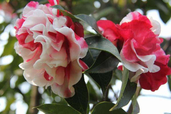 山茶花养在庭院，长势格外好，做好施肥开花更大了