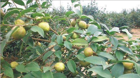 “花果同枝”的油茶树，栽培的方法是什么，你了解吗？