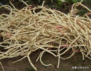 怎样种植折耳根(资深农户教你种植折耳根，做好栽培细节管理，提升产量)