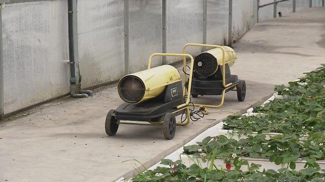 寒潮来袭，金山各种植合作社做好果蔬御寒保供