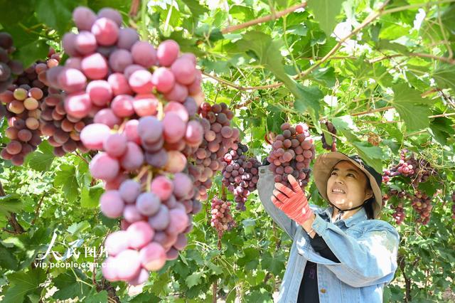 新疆昌吉：葡萄喜丰收 田间采摘忙