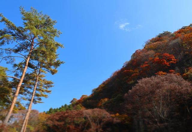 远山里的珍馐——山葵的生长日记