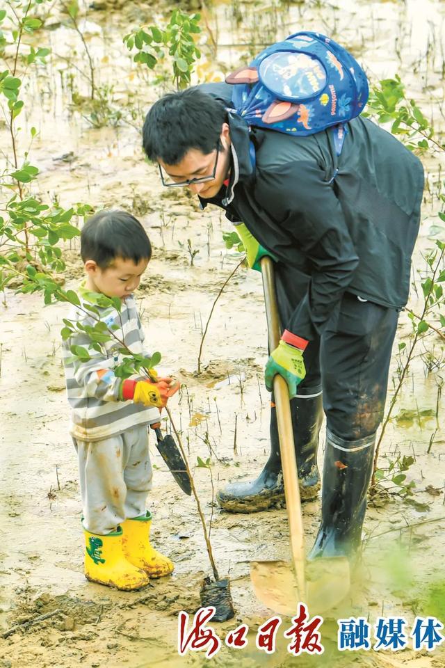 海口100名志愿者在东寨港滩涂种下2000株红树