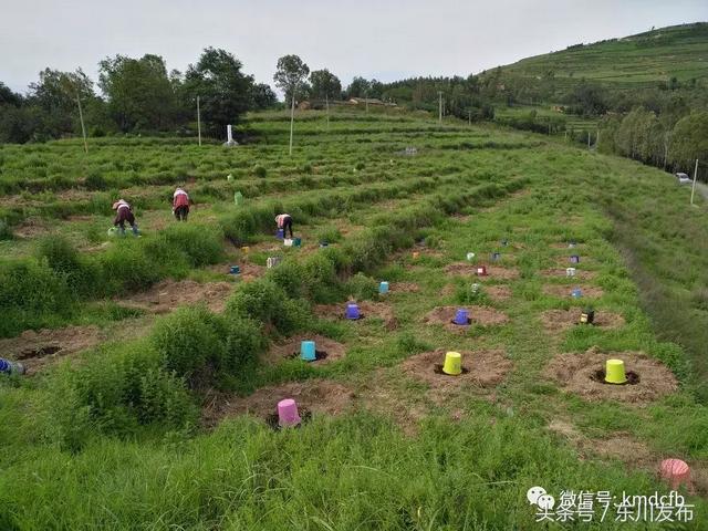 杨艳标的“花椒情怀”