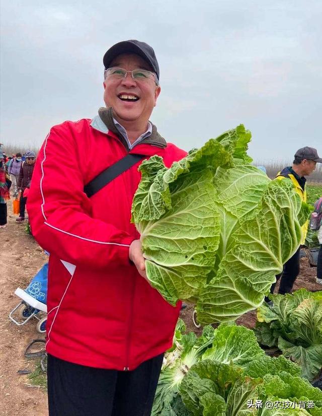 如何才能种好大白菜？这3个方面一定不能忽视