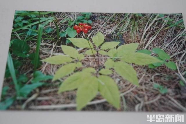 长白山人参扎根崂山！从采药人到种药人，崂山农民15年引种让传说变现实