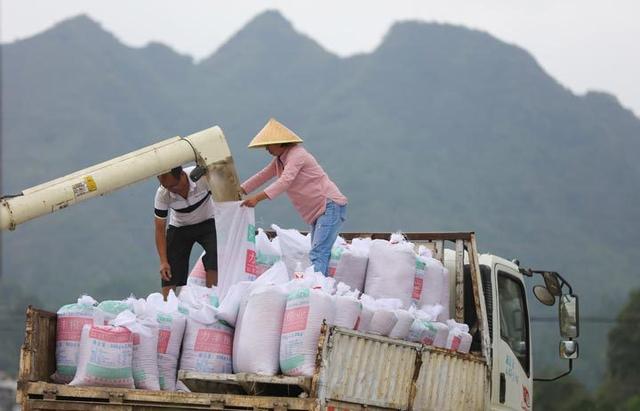 贵州施秉：优质水稻喜丰收