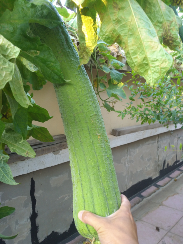 露台盆栽种植瓜类植物的一些经验分享