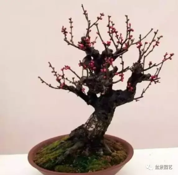 盆景制作基础知识：红梅盆景制作整姿