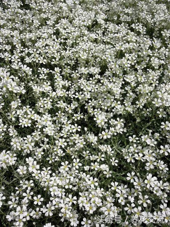 院子里养这11种匍匐植物，很容易长成一大片花毯