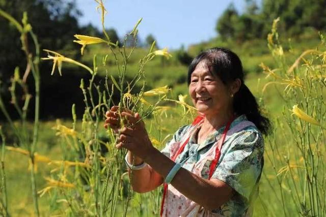 国网石泉县供电公司：盛夏合一黄花香，铺就乡村振兴路