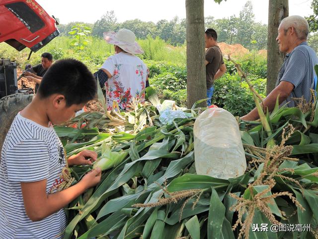 农民种植这种“土人参”，6亩收入30000元，值得借鉴吗？