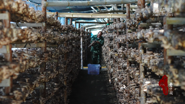 千城百县看中国｜福建连城：香菇种植助推乡村振兴