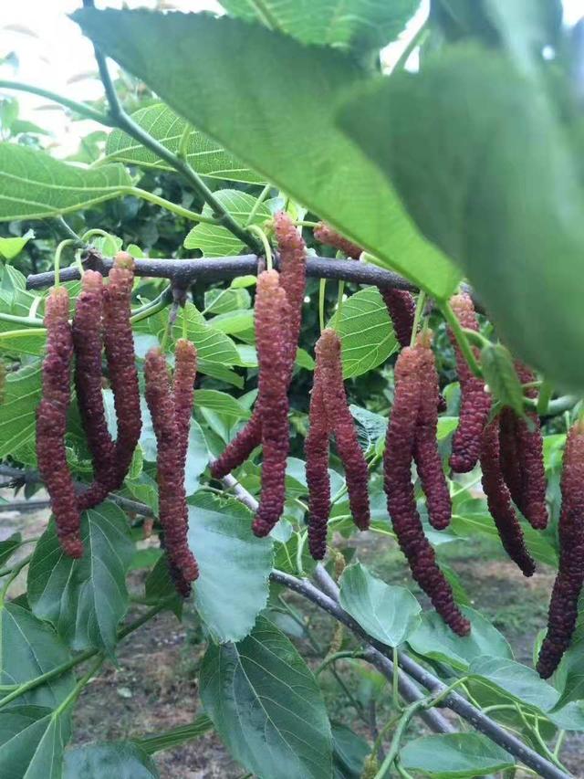 台湾长果桑种植技术，台湾桑椹果种植成功关键技术