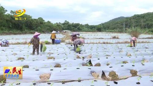 阳西：秋种作物全面铺开