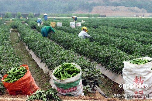 瓜菜生产基地建设项目可行性研究报告