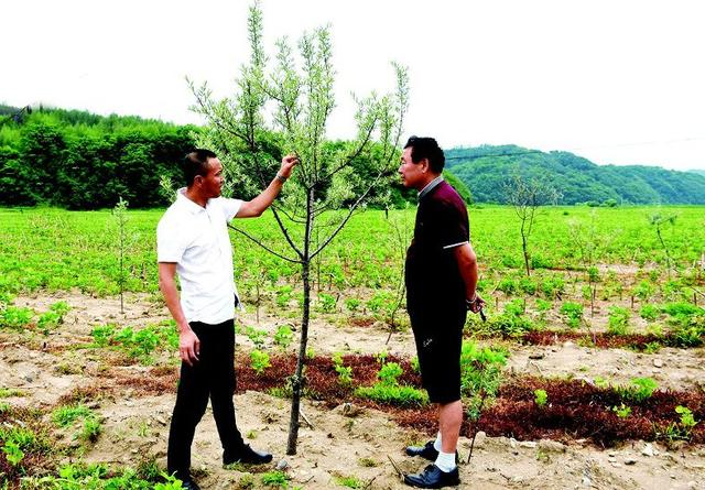 「吉农亮点」 保持水土、防风固沙，5000亩沙棘林植根“小江南”