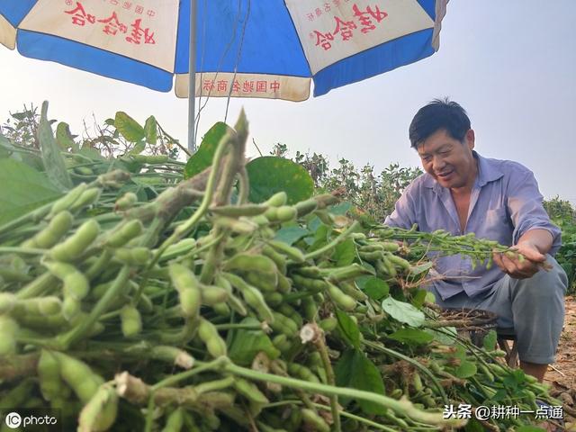 大棚西瓜-毛豆-青蒜高效栽培技术