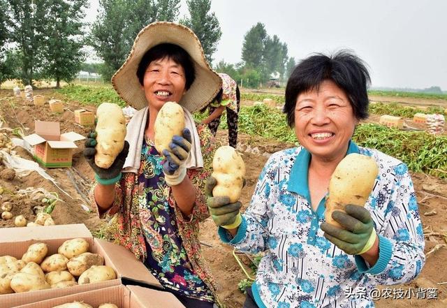 马铃薯有哪些高产技巧？记住4个增产增收方法，现在知道还不晚