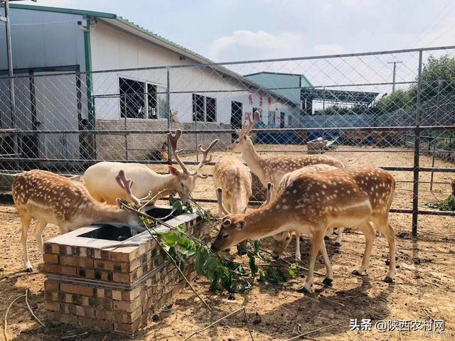 礼泉县：养殖梅花鹿 走上特色致富路