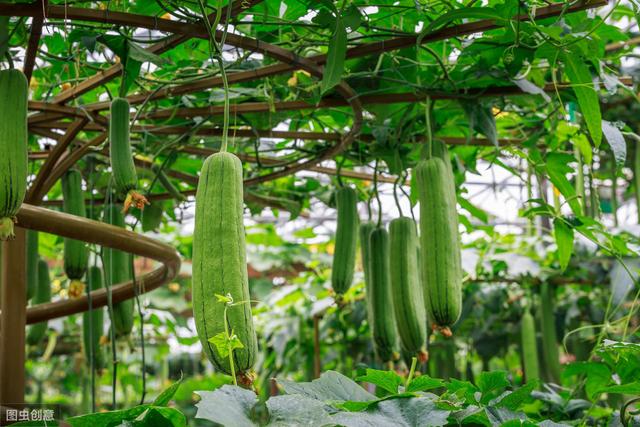 夏季高产丝瓜种植要点