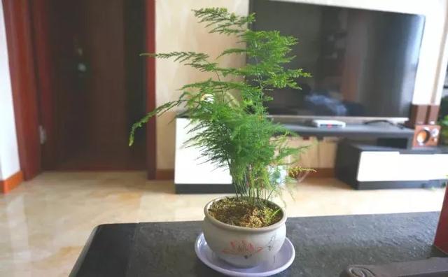 能吸甲醛油烟的20种植物，新家必备