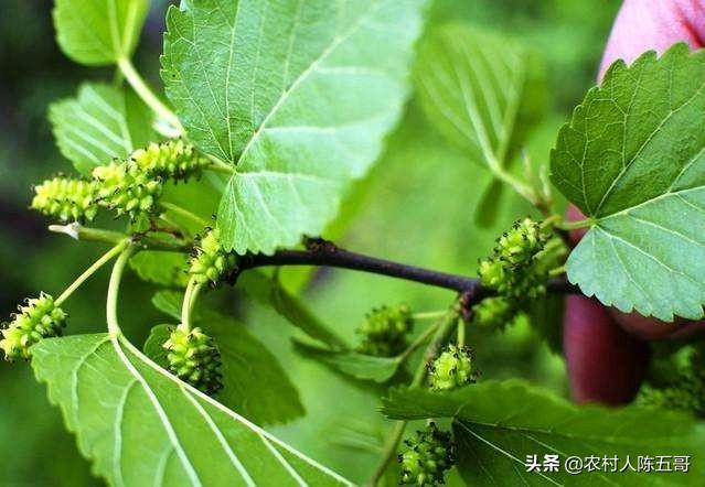 桑树用哪种方法栽培好呢，栽植时间密度修剪苗根，看都有哪些技术