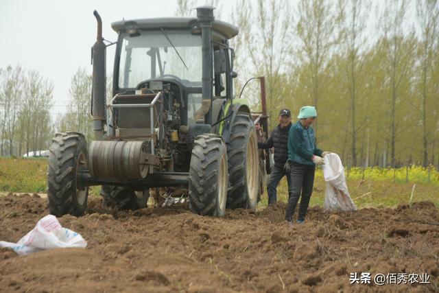 农民种植中药材何首乌，产量能赶上红薯，经济效益可观