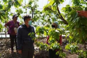 黑龙江南瓜种植基地(黑龙江绥化市望奎县：小村脱贫致富的领路人)