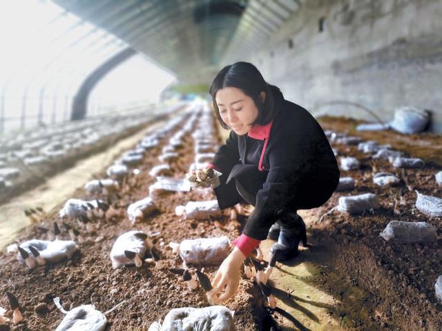 从新手“小白”到种植高手，海归种蘑菇一年卖出4个亿