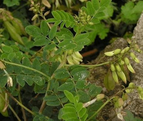 生长于山沟的野生杂草，堪比人参的补气佳品，黄芪的科学种植方法