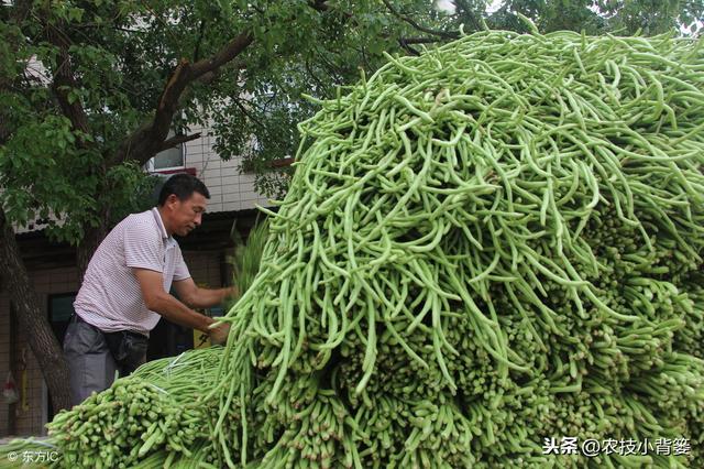 种植豆角用好这一个小方法，又大又长的豆角一茬一茬摘不完！