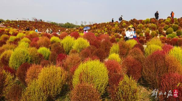 花开海上，40万株地肤进入最佳观赏期