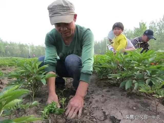 露地辣椒缓苗快、早发苗的“五不要”定植法