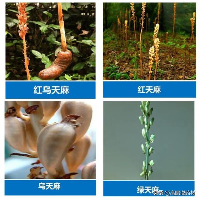 【技术交流】天麻的种植技术