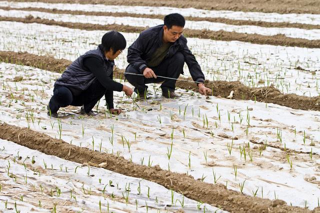 大蒜覆地膜增产30%，5个环节要做好，农民朋友要注意