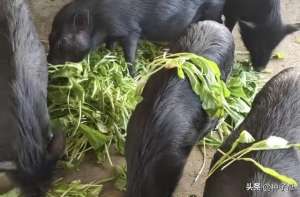 养猪青饲料种植(适合养猪的牧草品种有哪些？这几种营养好，好消化，可替代豆粕)